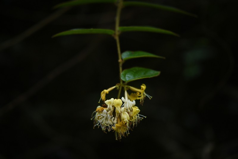 Lonicera ferruginea