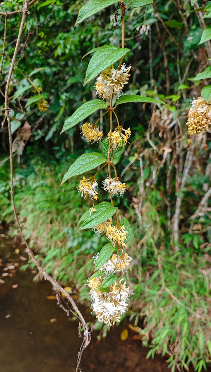 Lonicera ferruginea photo 2