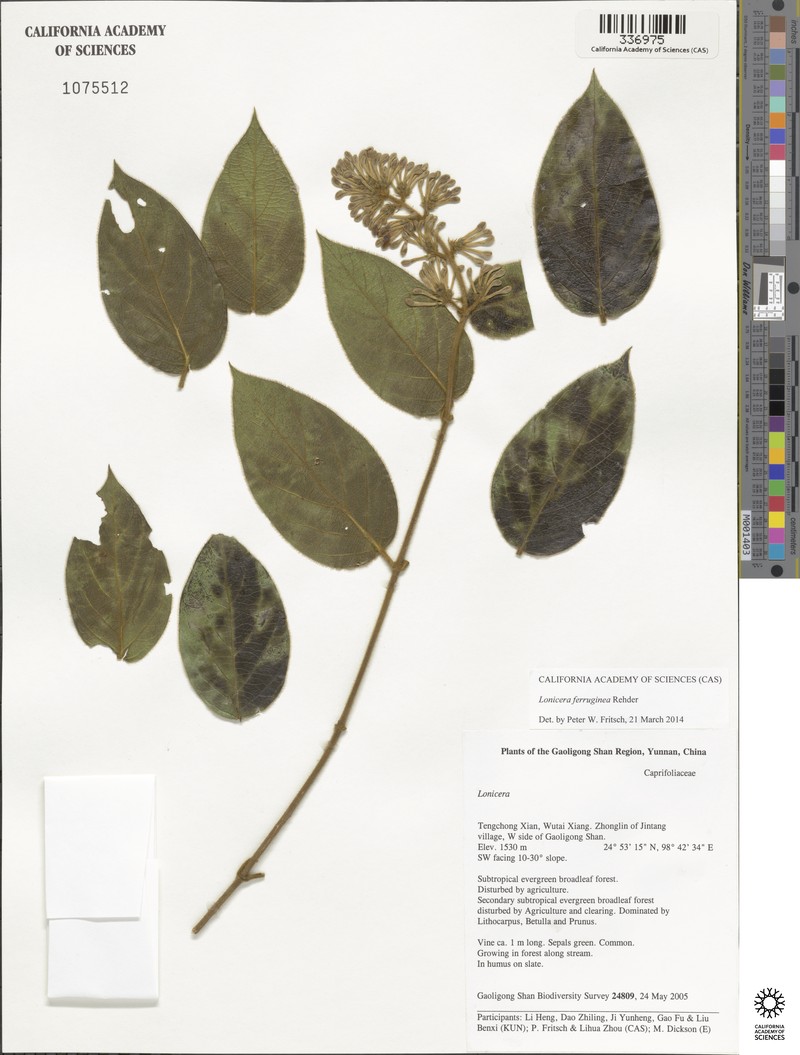 Lonicera ferruginea photo 3