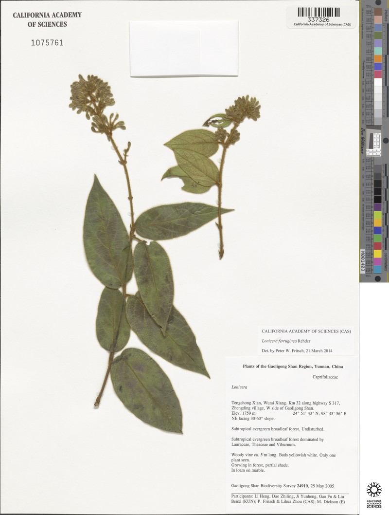 Lonicera ferruginea photo 4