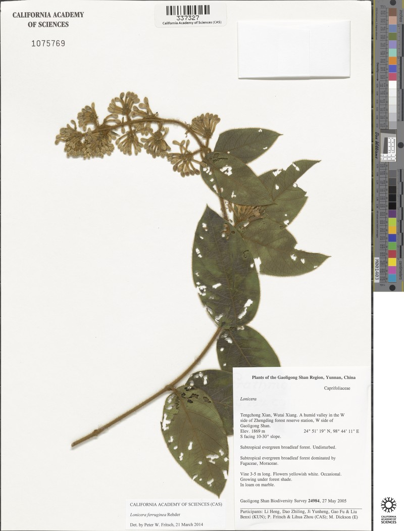 Lonicera ferruginea photo 5