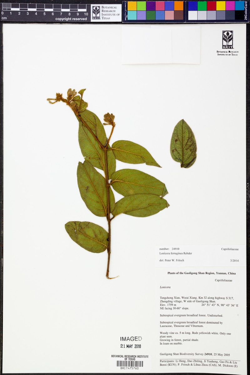 Lonicera ferruginea photo 6