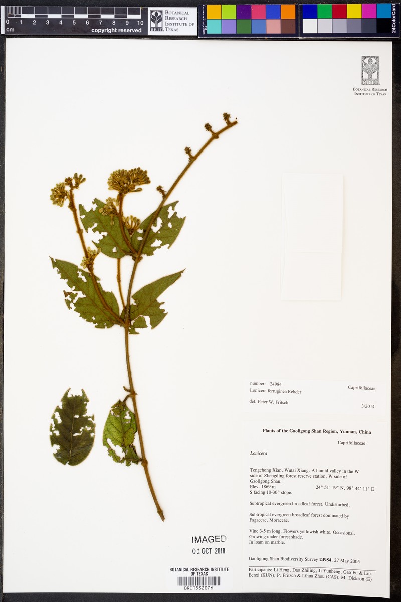 Lonicera ferruginea photo 7