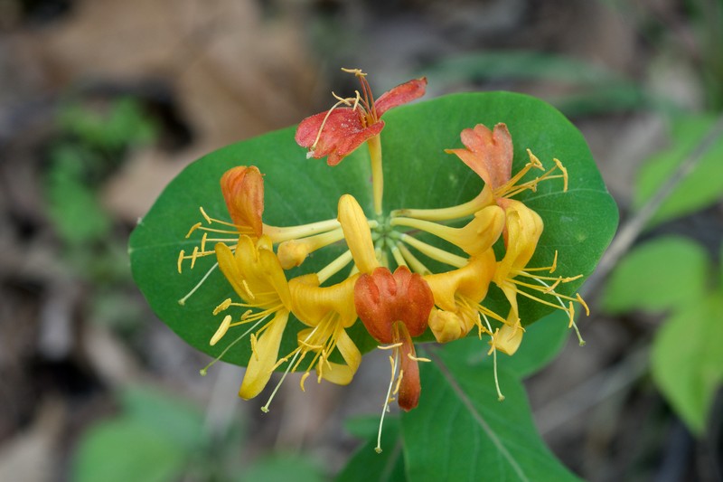 Yellow Honeysuckle