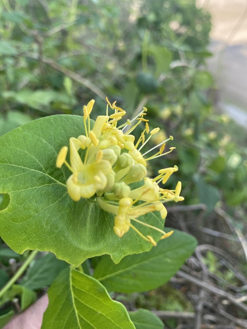 Yellow Honeysuckle photo 2
