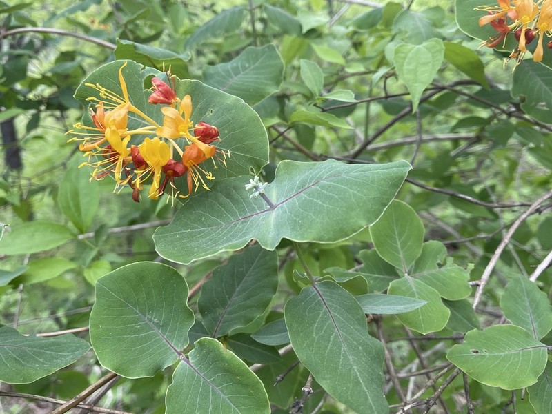 Yellow Honeysuckle photo 3