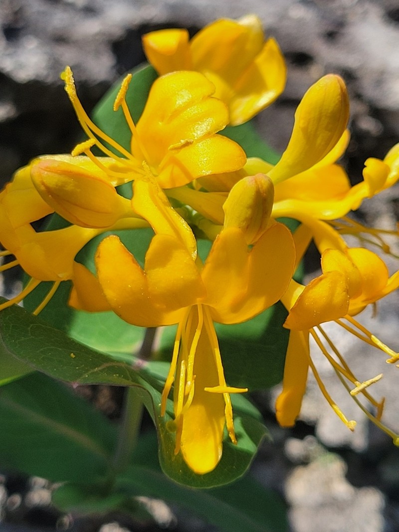 Yellow Honeysuckle photo 5
