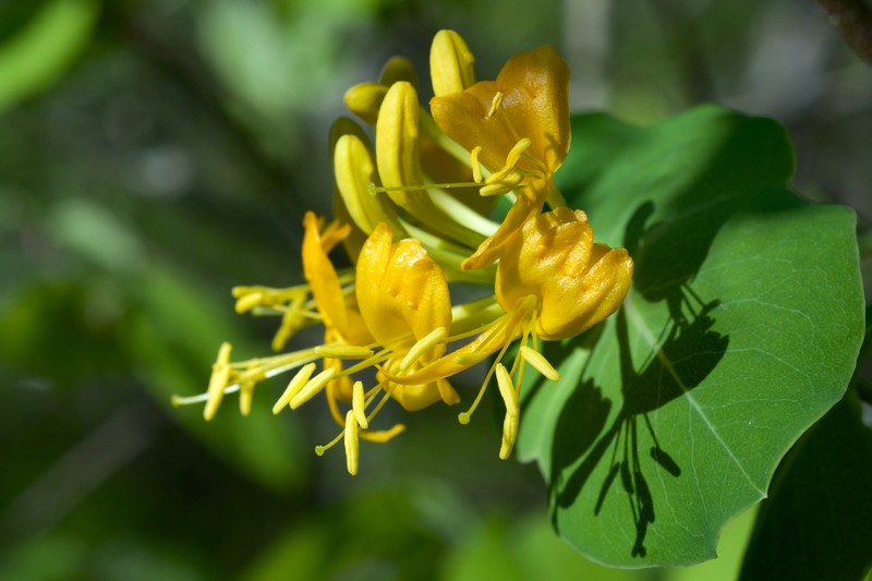Yellow Honeysuckle photo 7
