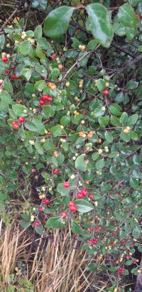 Lonicera floribunda