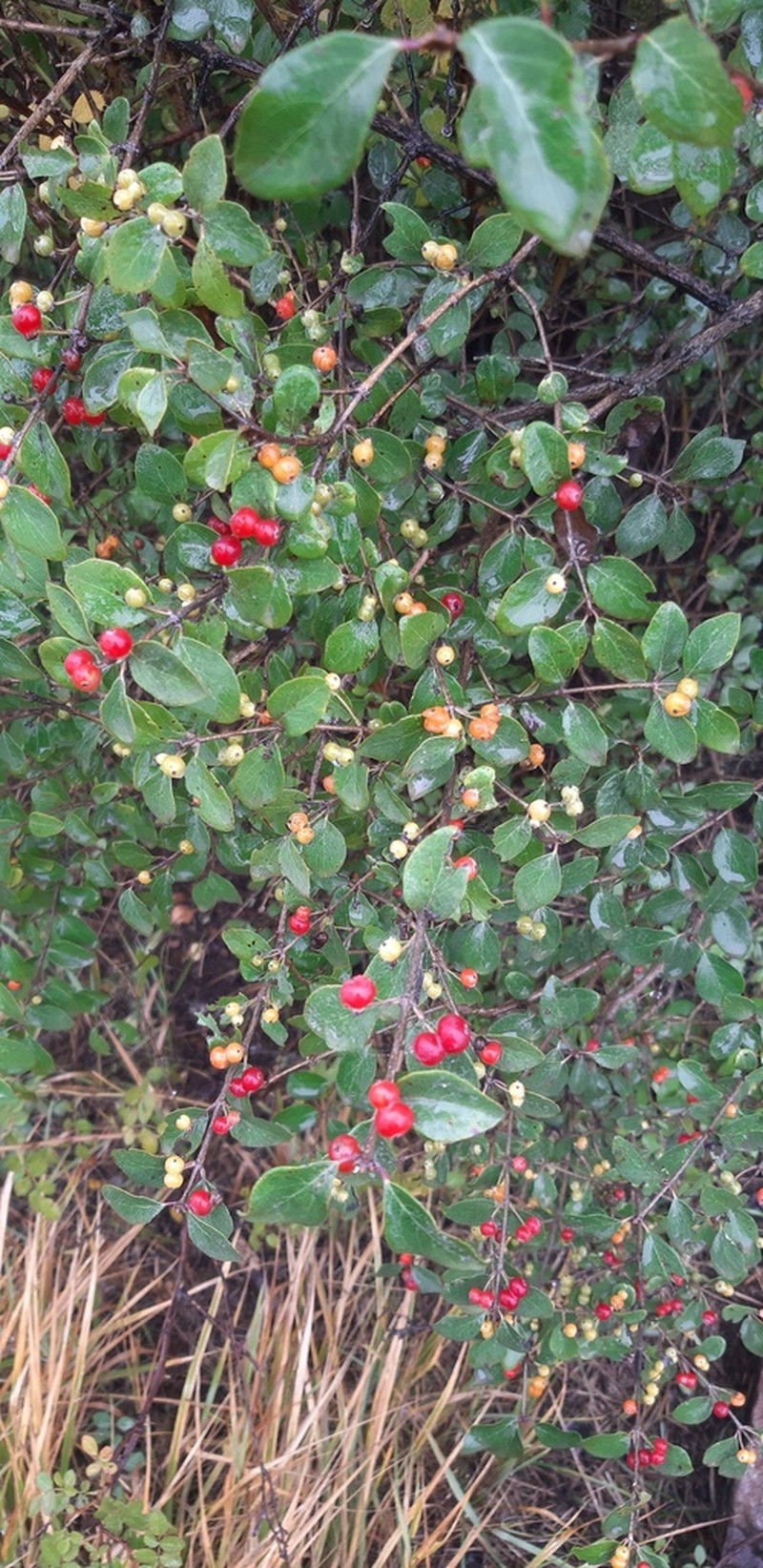 Lonicera floribunda