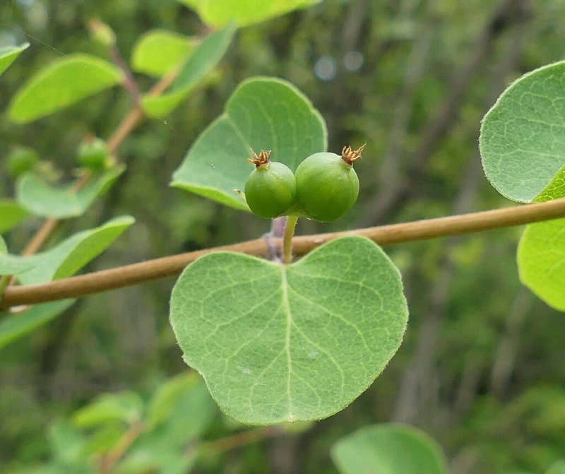 Lonicera floribunda photo 2