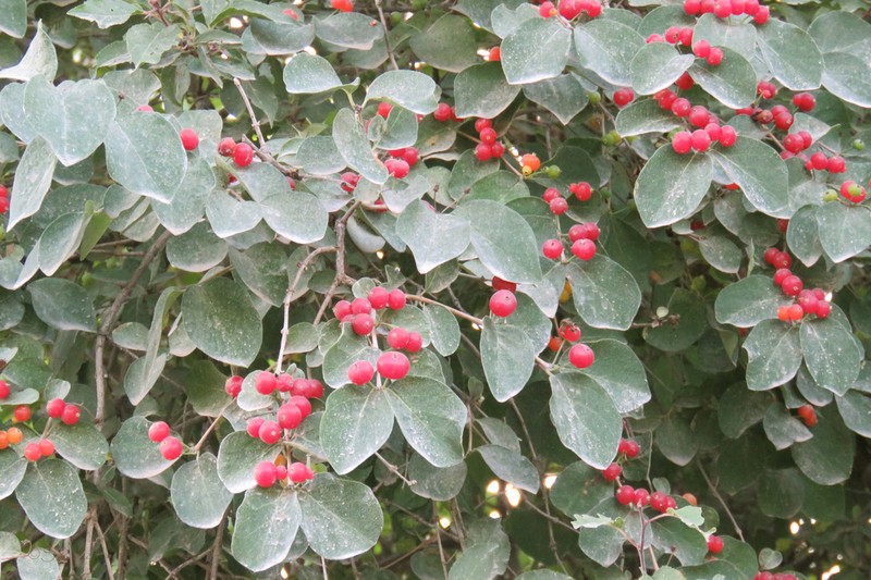 Lonicera floribunda photo 3