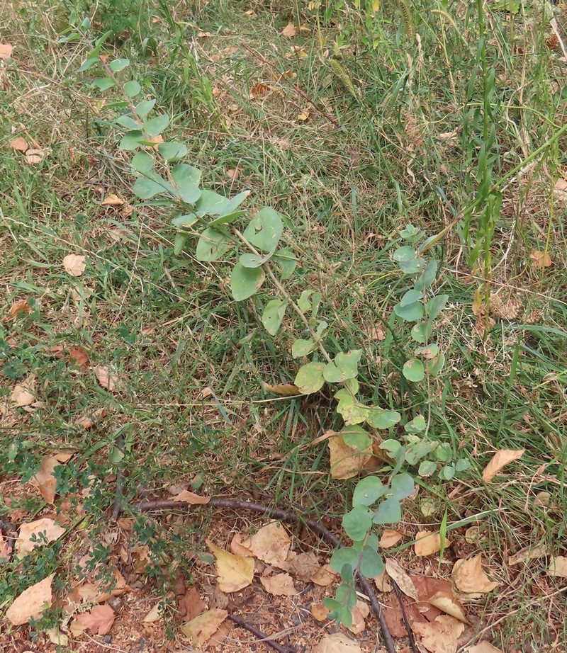 Lonicera floribunda photo 4