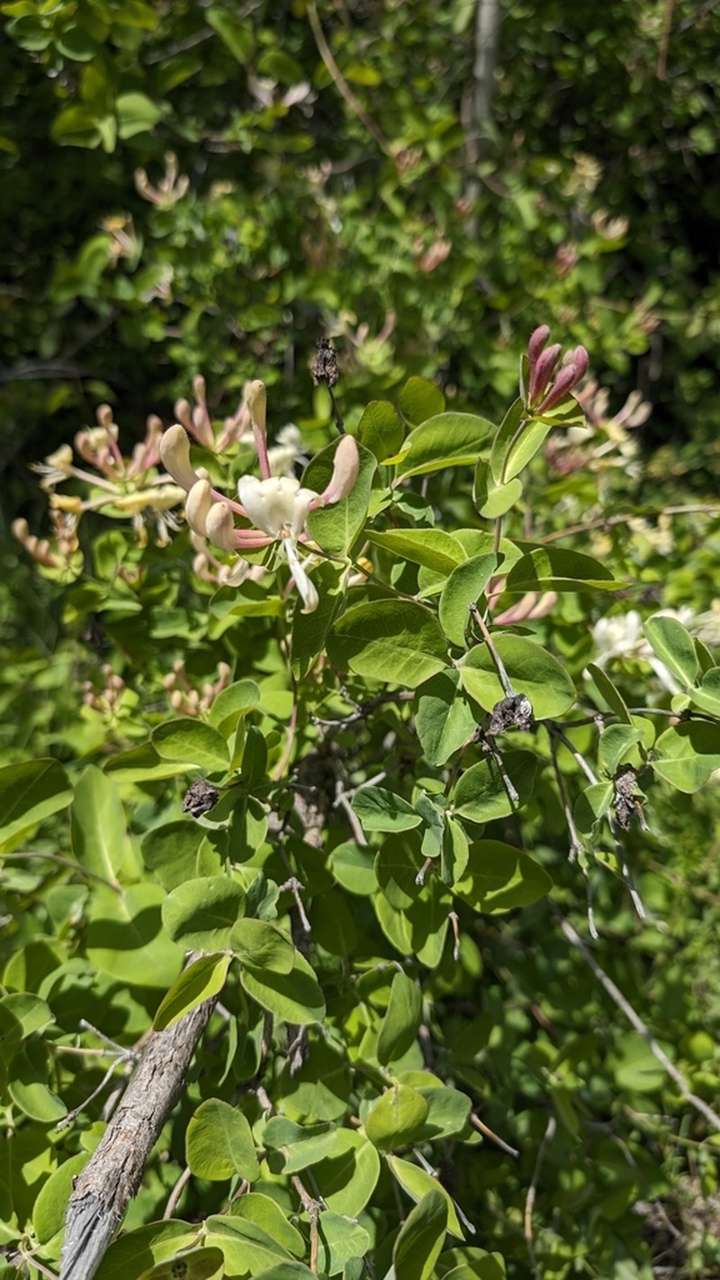 Lonicera floribunda photo 5