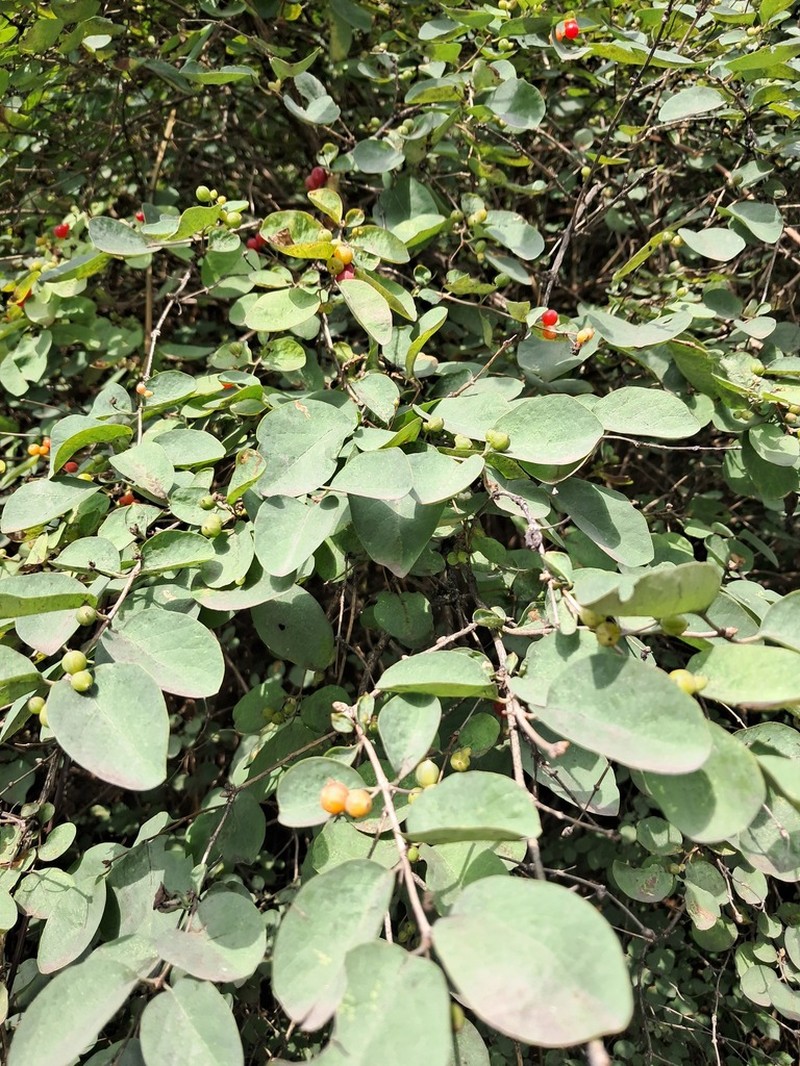 Lonicera floribunda photo 6