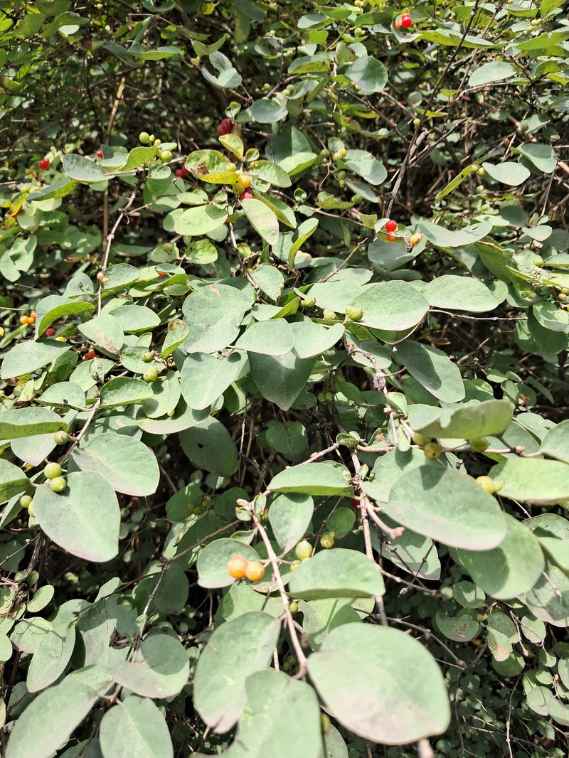 Lonicera floribunda photo 7