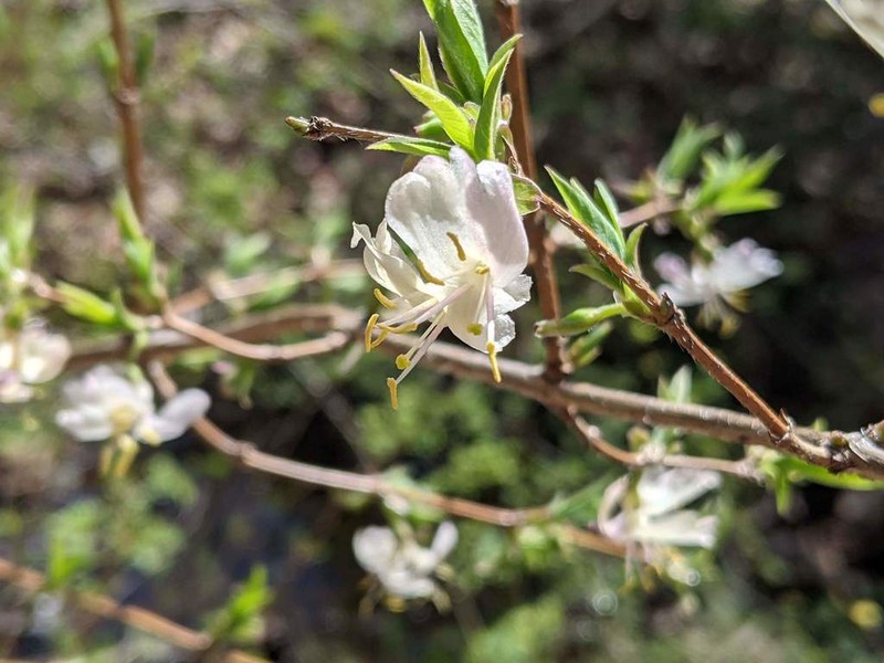 Sweet Breath Of Spring photo 3