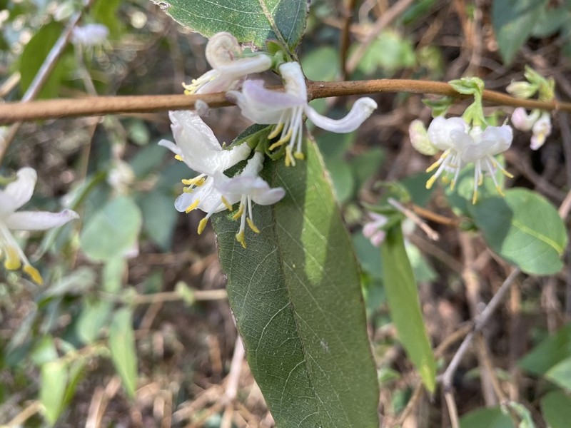 Sweet Breath Of Spring photo 8