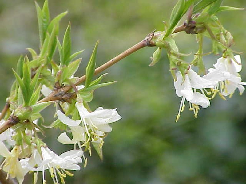 Sweet Breath Of Spring