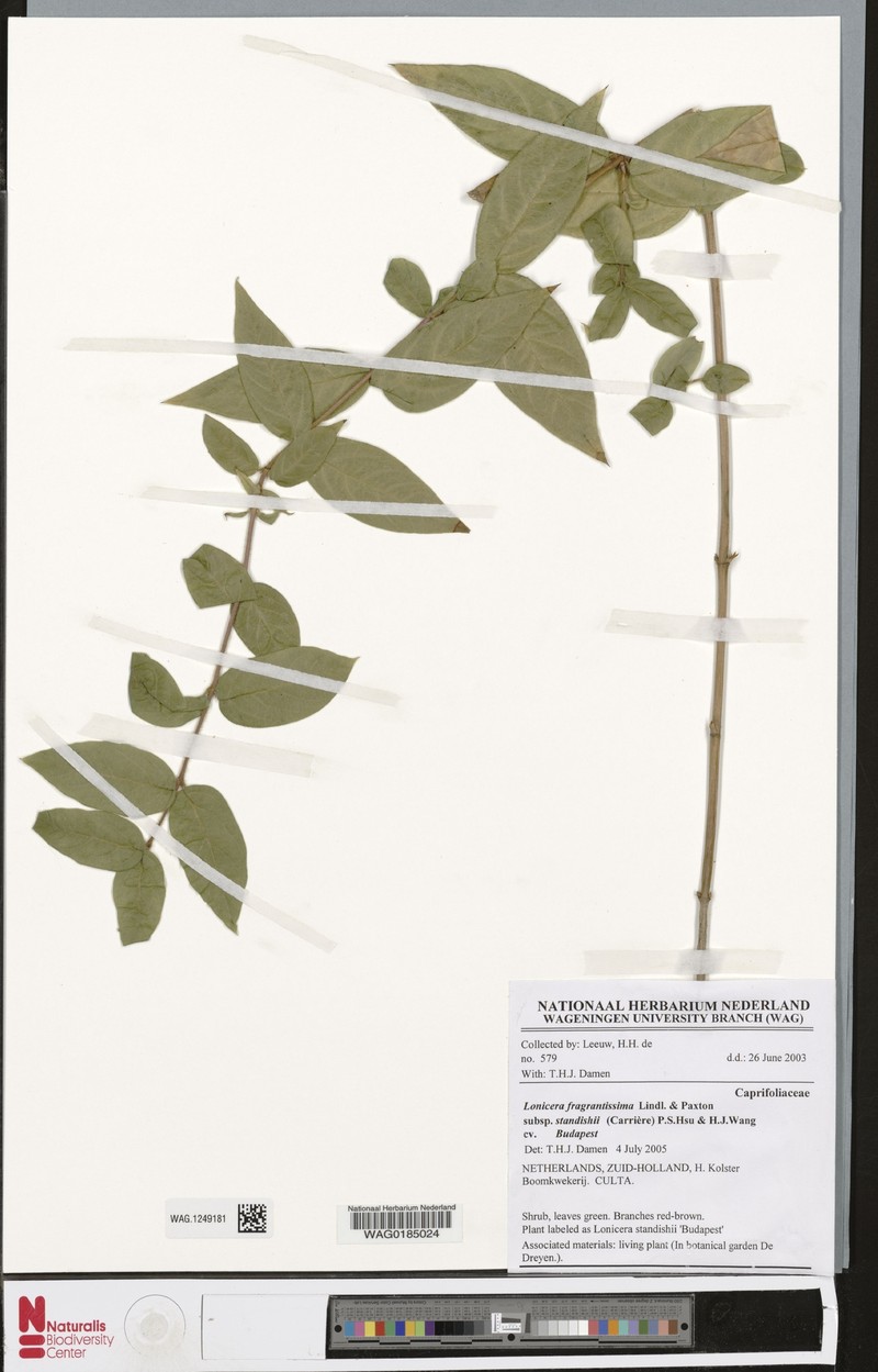 Standish's Honeysuckle