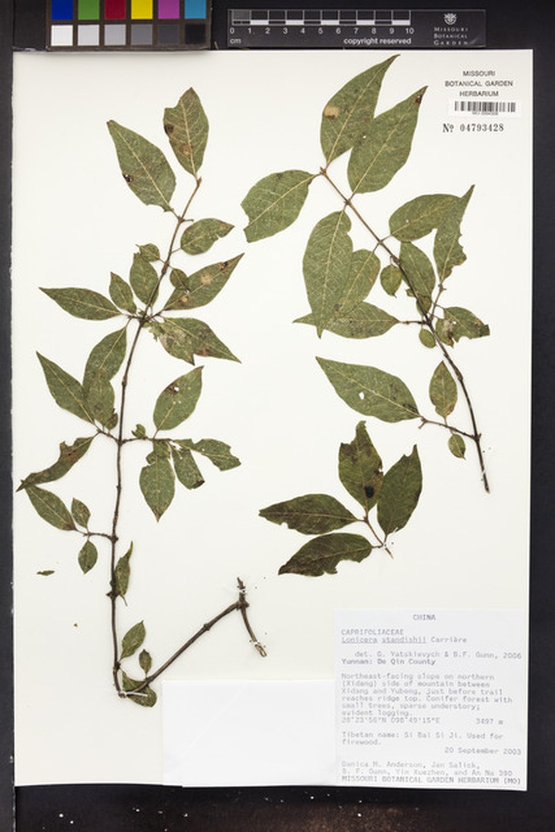 Standish's Honeysuckle photo 2