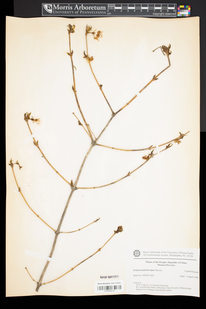 Lonicera fragrantissima subsp. phyllocarpa