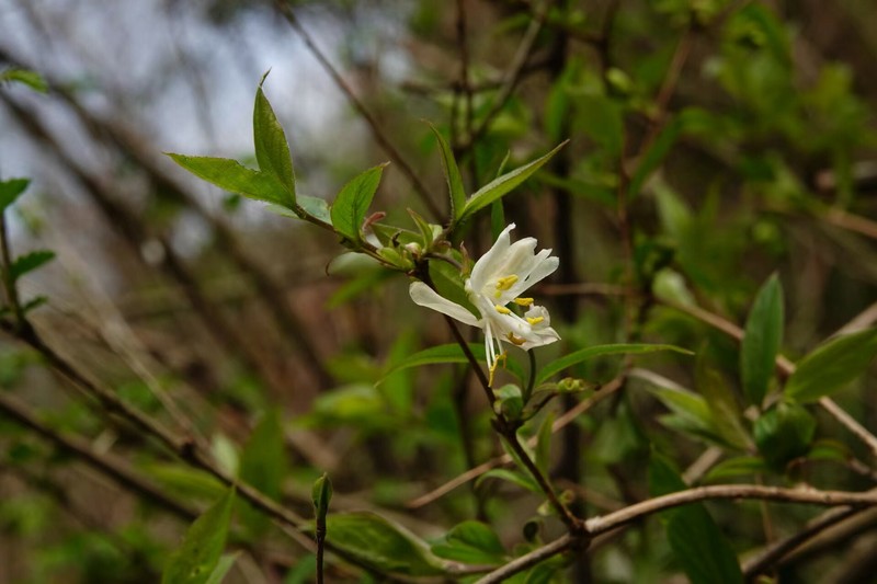 Lonicera fragrantissima var. lancifolia