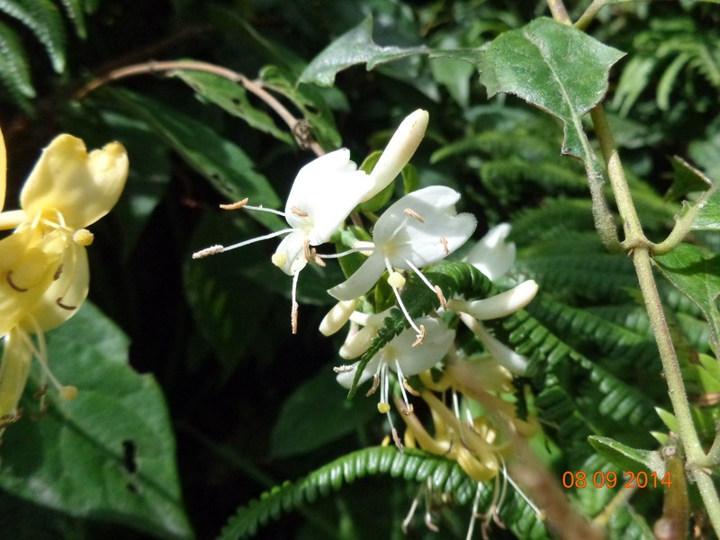 Lonicera glabrata