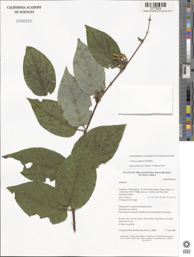 Lonicera glabrata photo 2