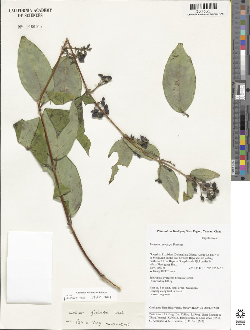 Lonicera glabrata photo 3