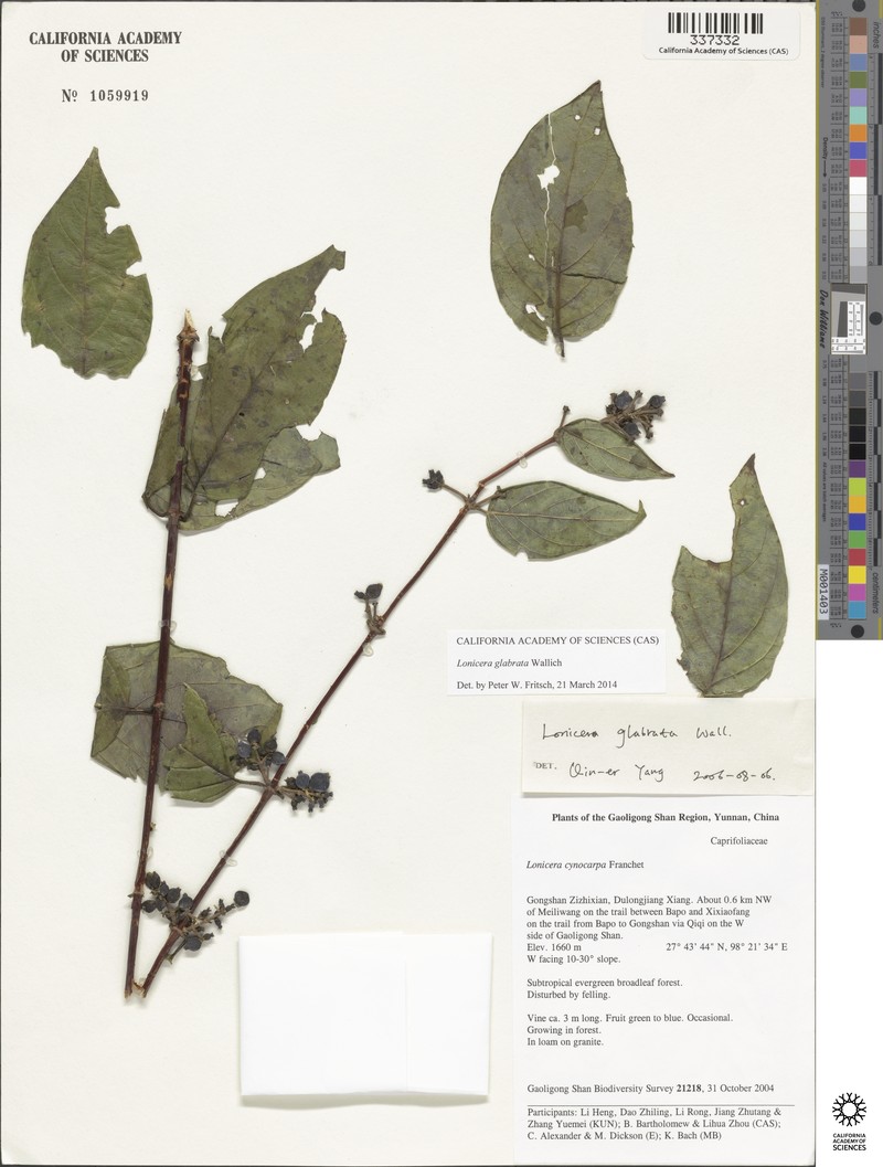 Lonicera glabrata photo 4