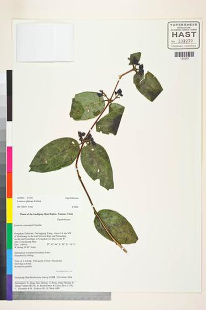Lonicera glabrata photo 5