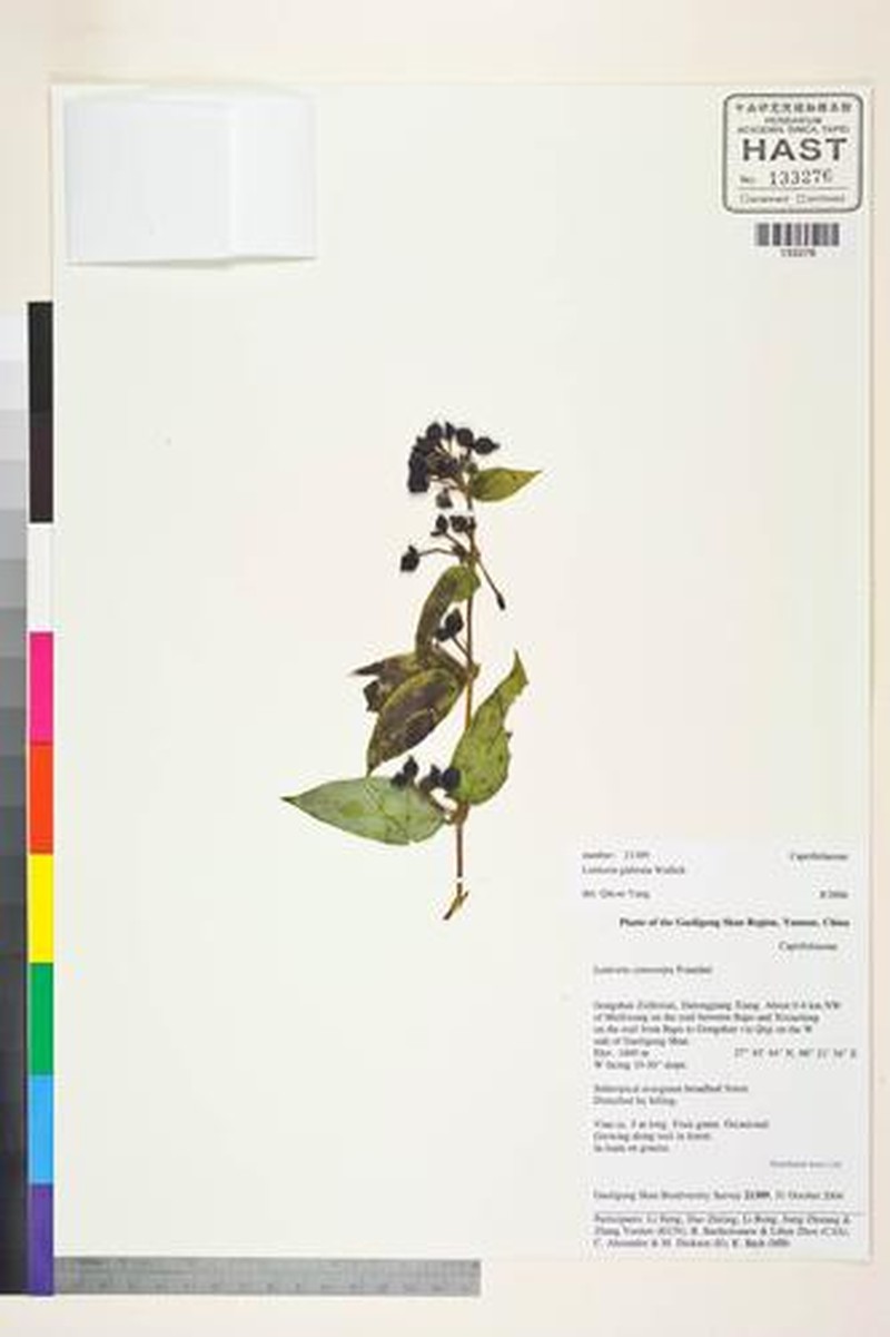 Lonicera glabrata photo 6