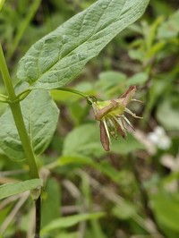 Lonicera glehnii