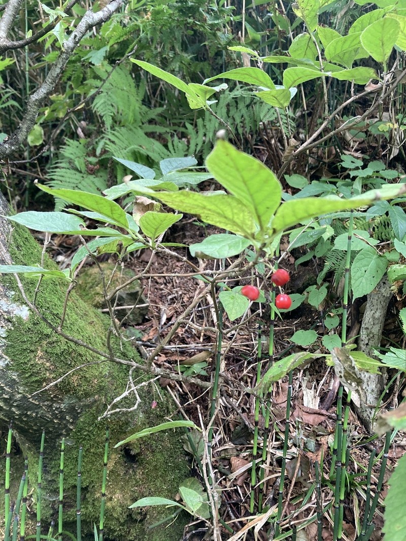 Lonicera glehnii photo 2