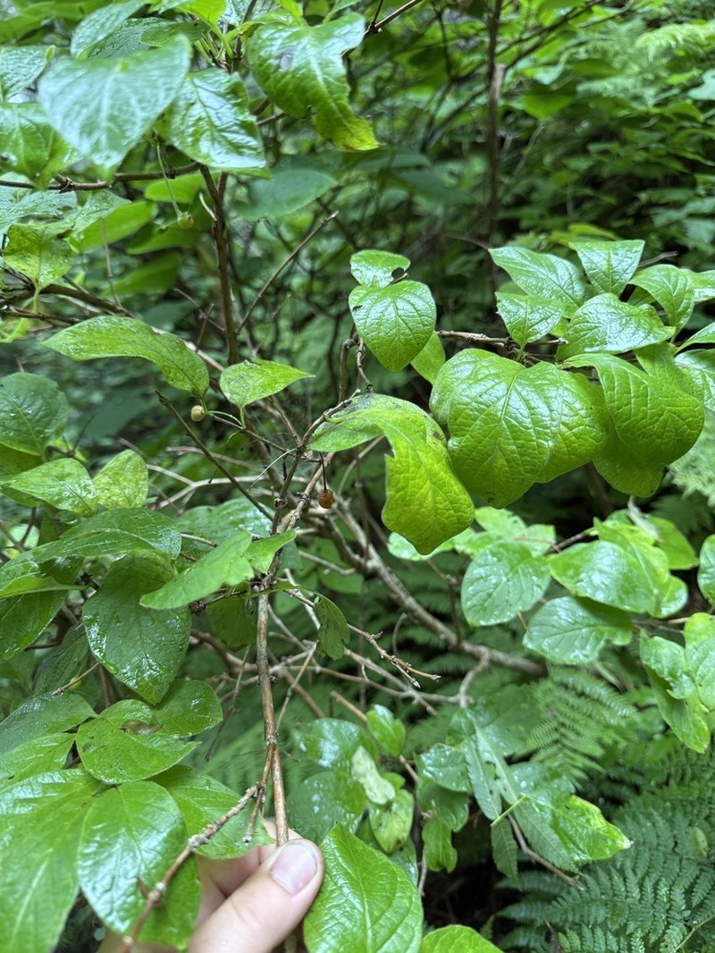 Lonicera glehnii photo 3