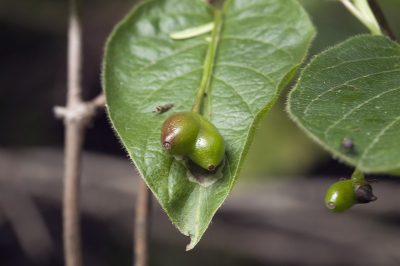 Lonicera glehnii photo 4