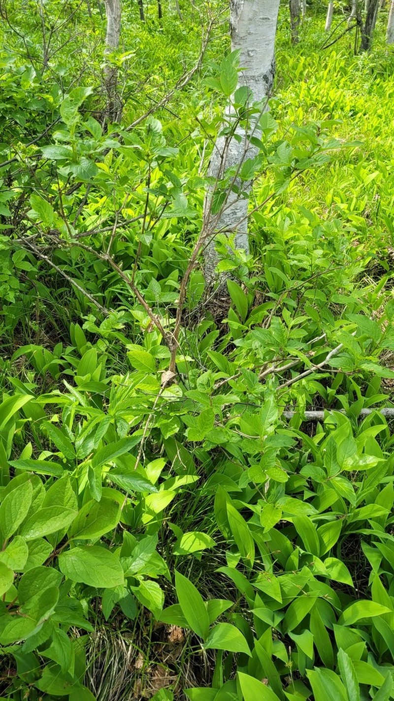 Lonicera glehnii photo 5