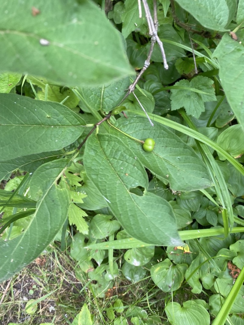 Lonicera glehnii photo 6