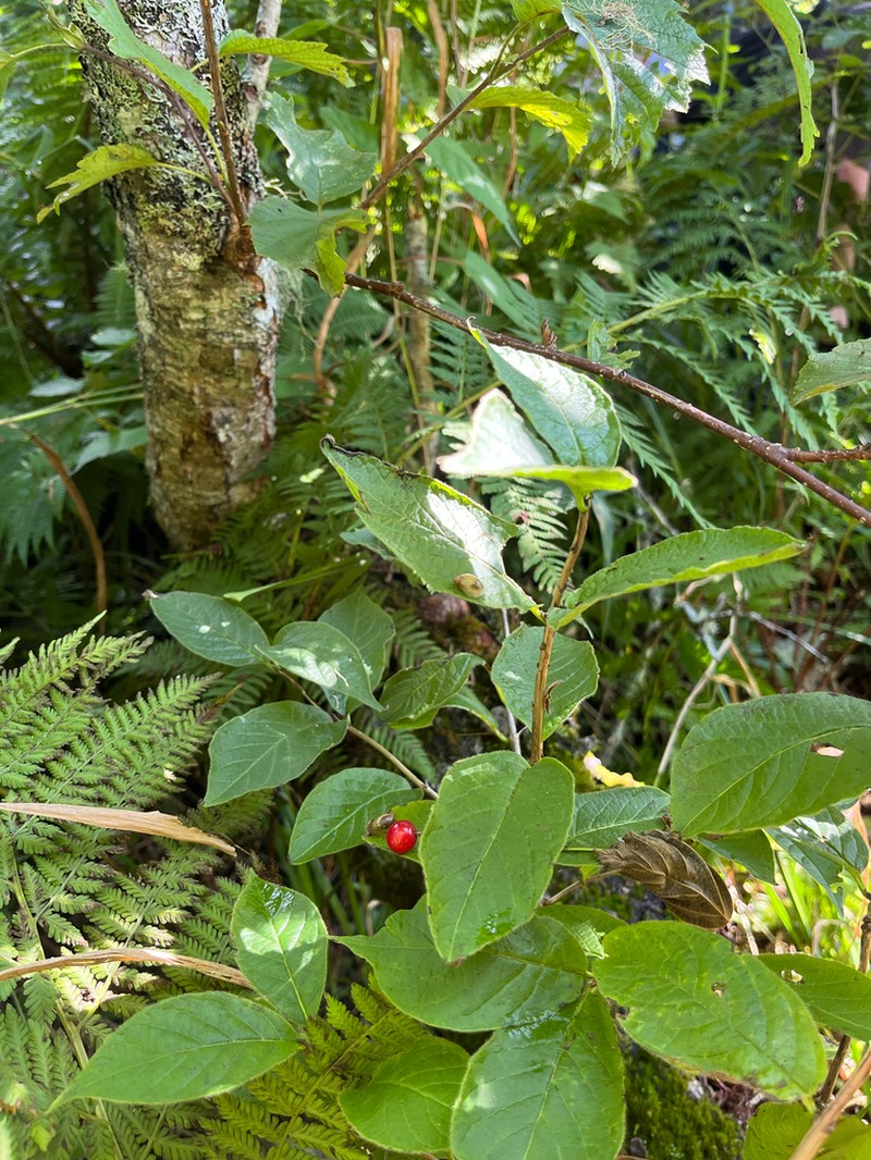Lonicera glehnii photo 7