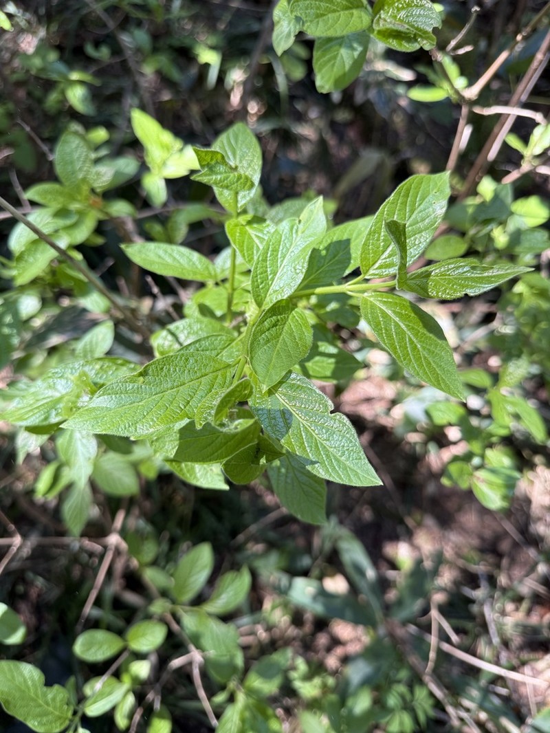 Lonicera glehnii photo 8