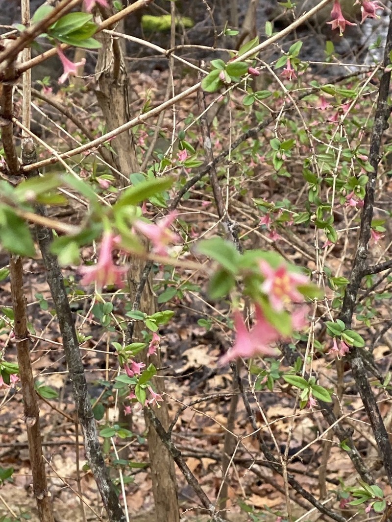 Lonicera gracilipes