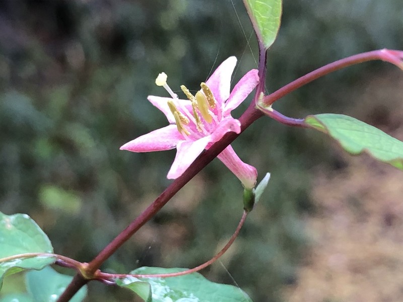 Lonicera gracilipes photo 2