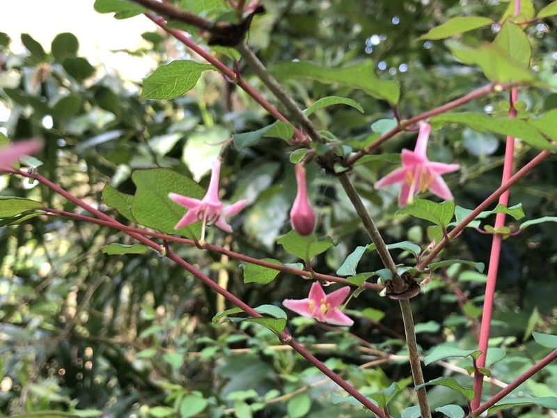 Lonicera gracilipes photo 3