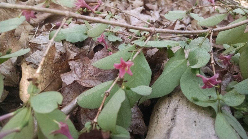 Lonicera gracilipes photo 4