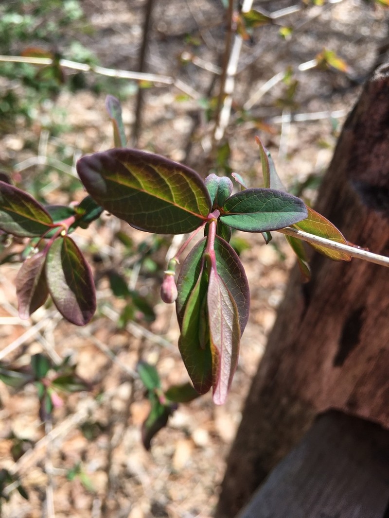 Lonicera gracilipes photo 5