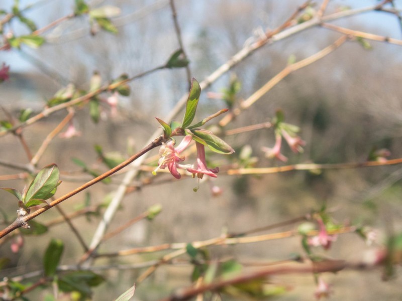 Lonicera gracilipes photo 6