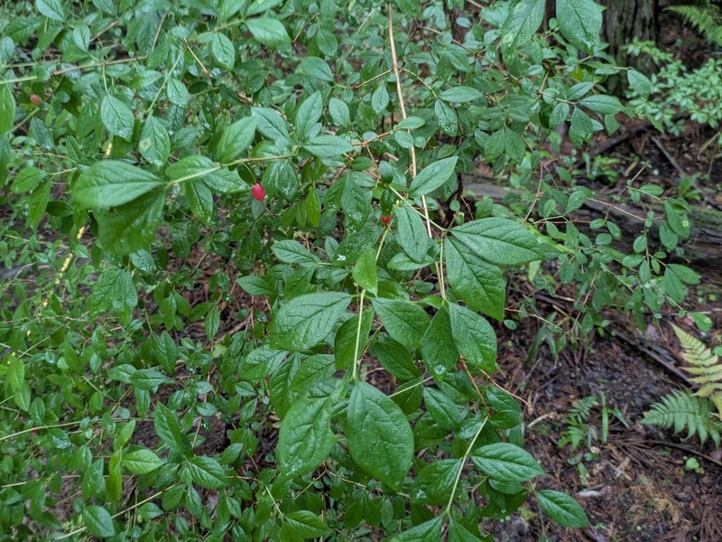 Lonicera gracilipes photo 7