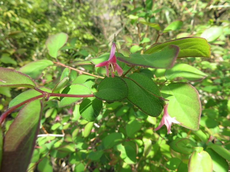 Lonicera gracilipes photo 8