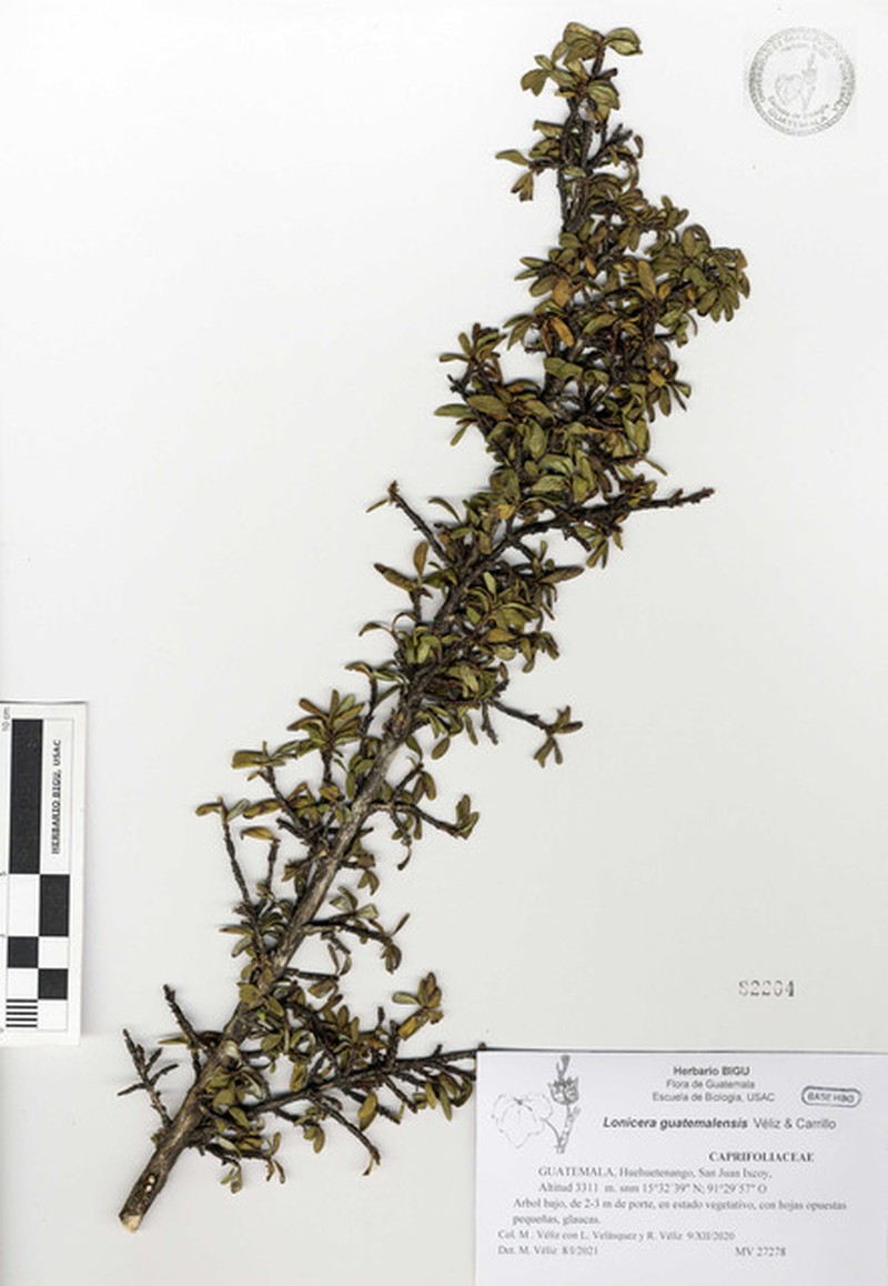 Lonicera guatemalensis